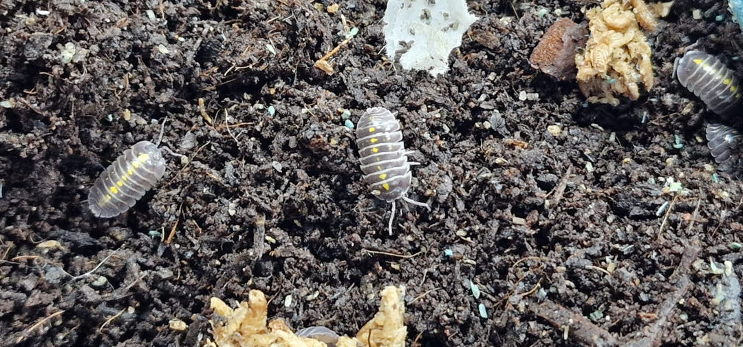 A few small yellow-spotted Darth Vader isopods well apart on dark soil scattered with pale food.