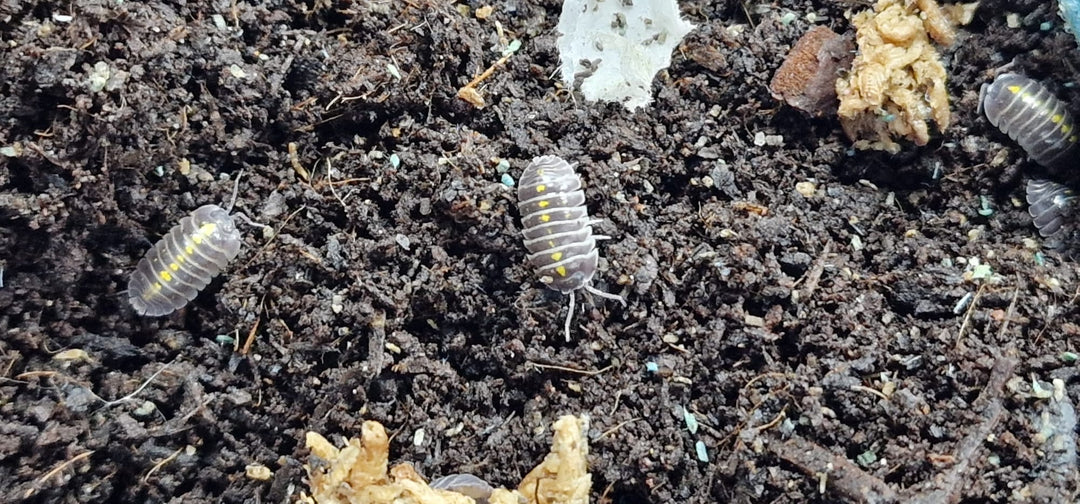 Darth Vader Isopods (Armadillidium Germanicum) - Isopods For Sale UK | PostPods