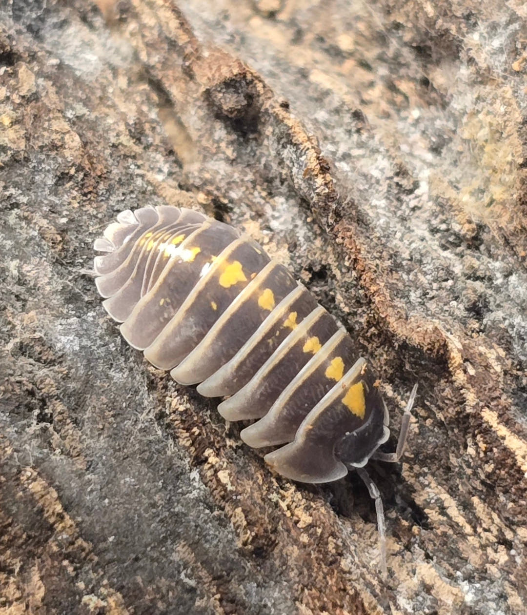 One Darth Vader isopod, dark grey-brown with bright yellow patches, on grey and brown bark.