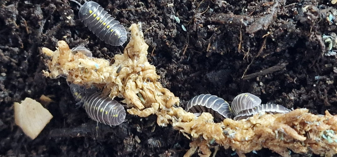 Yellow-spotted Darth Vader isopods along a trail of pale crumbly food across dark soil.
