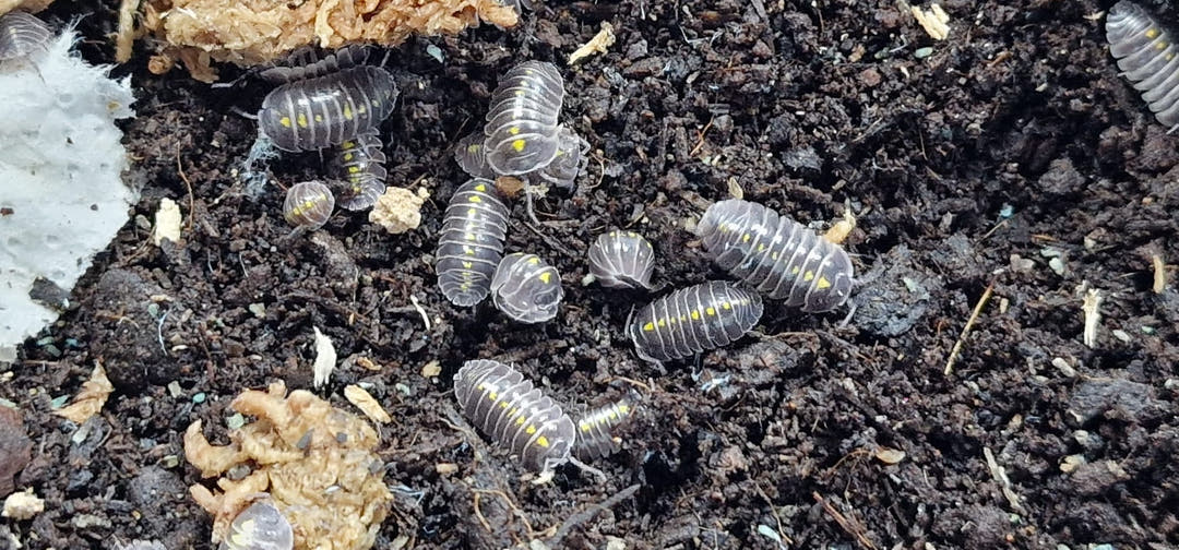 Yellow-spotted Darth Vader isopods clustered on dark soil between pieces of pale crumbly food.