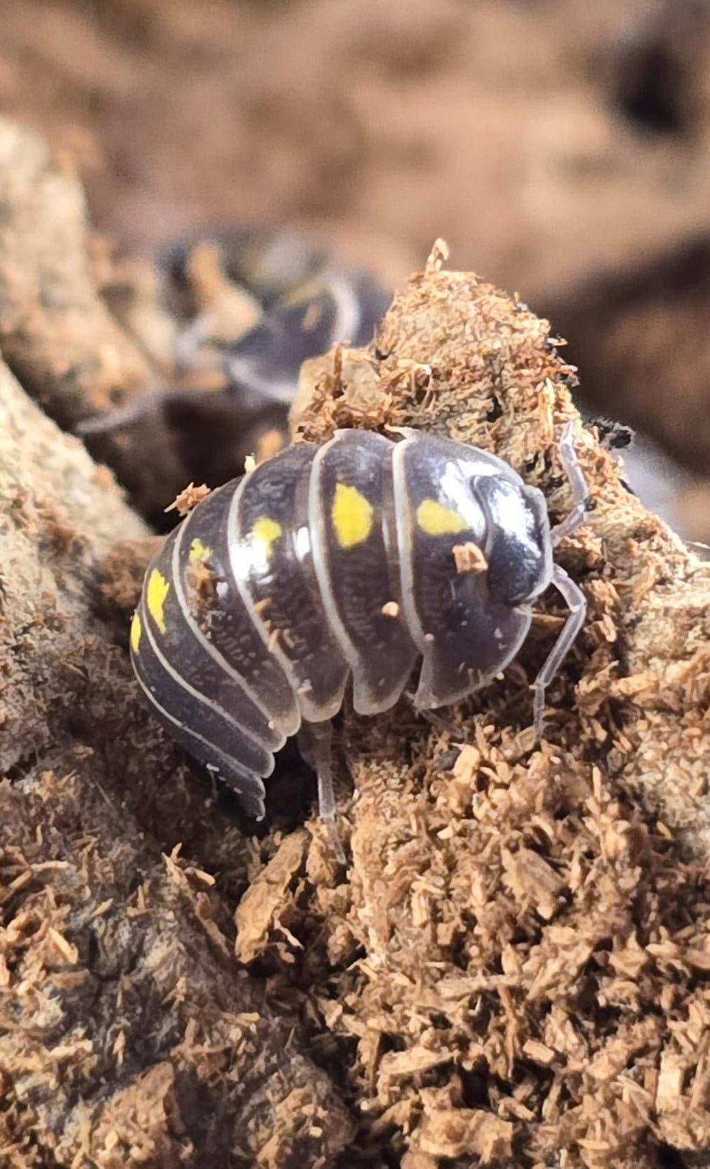 A near-black Darth Vader isopod with yellow triangle markings on pale shredded wood fibres, a second blurred behind.