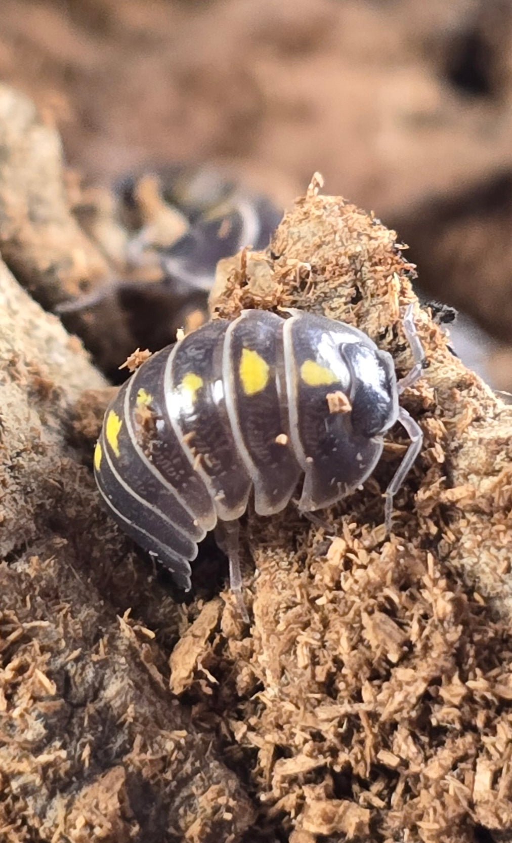 Darth Vader Isopods (Armadillidium Germanicum)