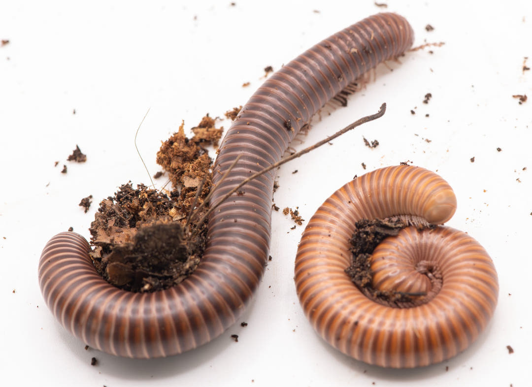 Two Delta Banded millipedes on white, one coiled in a flat spiral and one curved, with dark substrate between them.