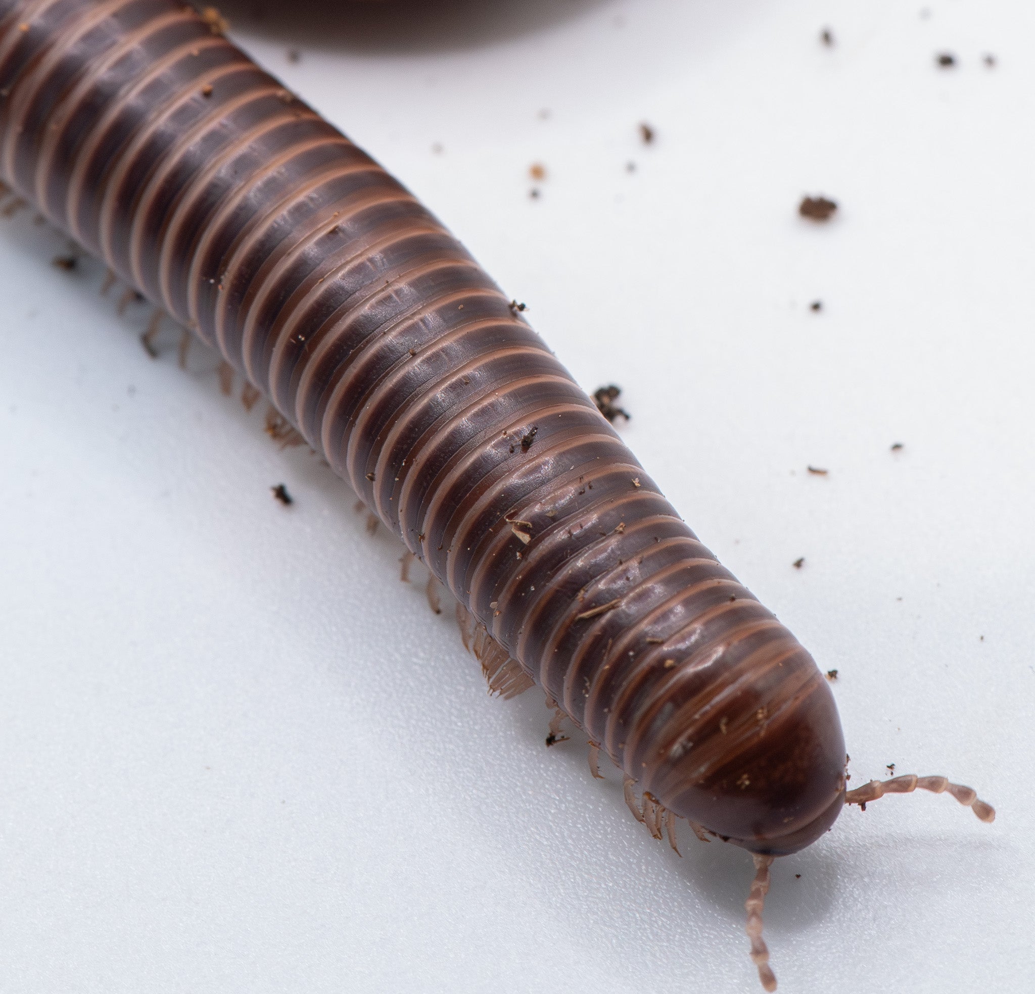 Delta Banded Millipede for Sale UK, Spirostreptus sp. | PostPods