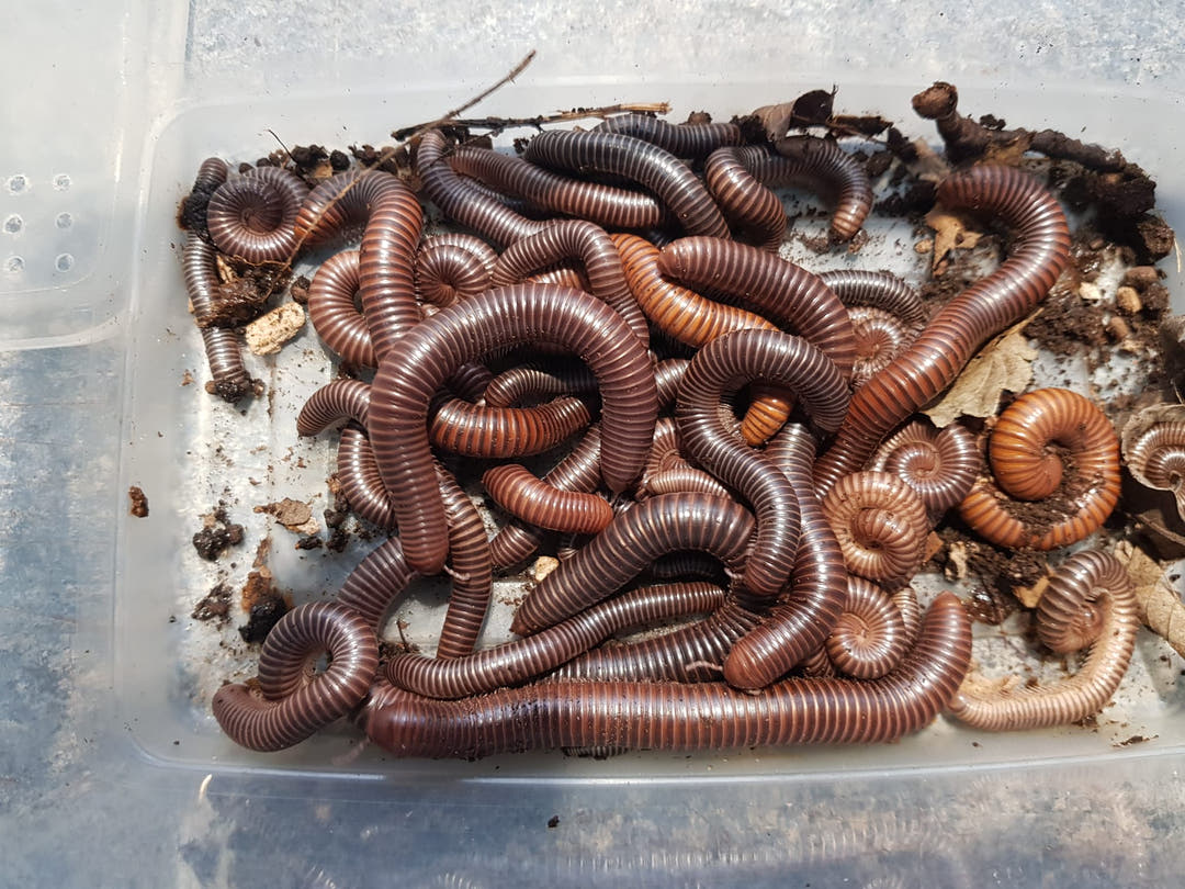 Many Delta Banded millipedes together in a clear plastic tub with dark substrate and dried leaf pieces.