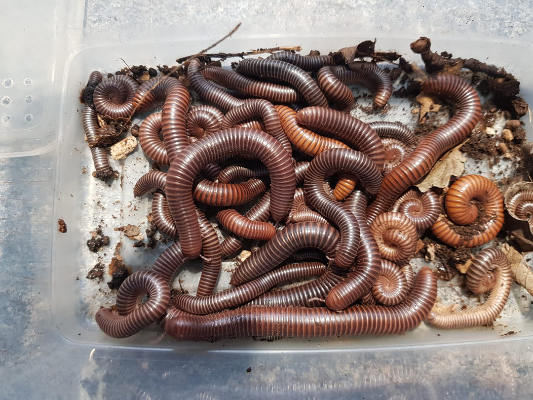 Delta Banded millipede (Ophistreptus Sp)