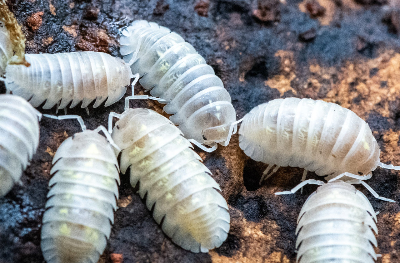 depressum magic potions