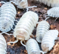 depressum magic potion