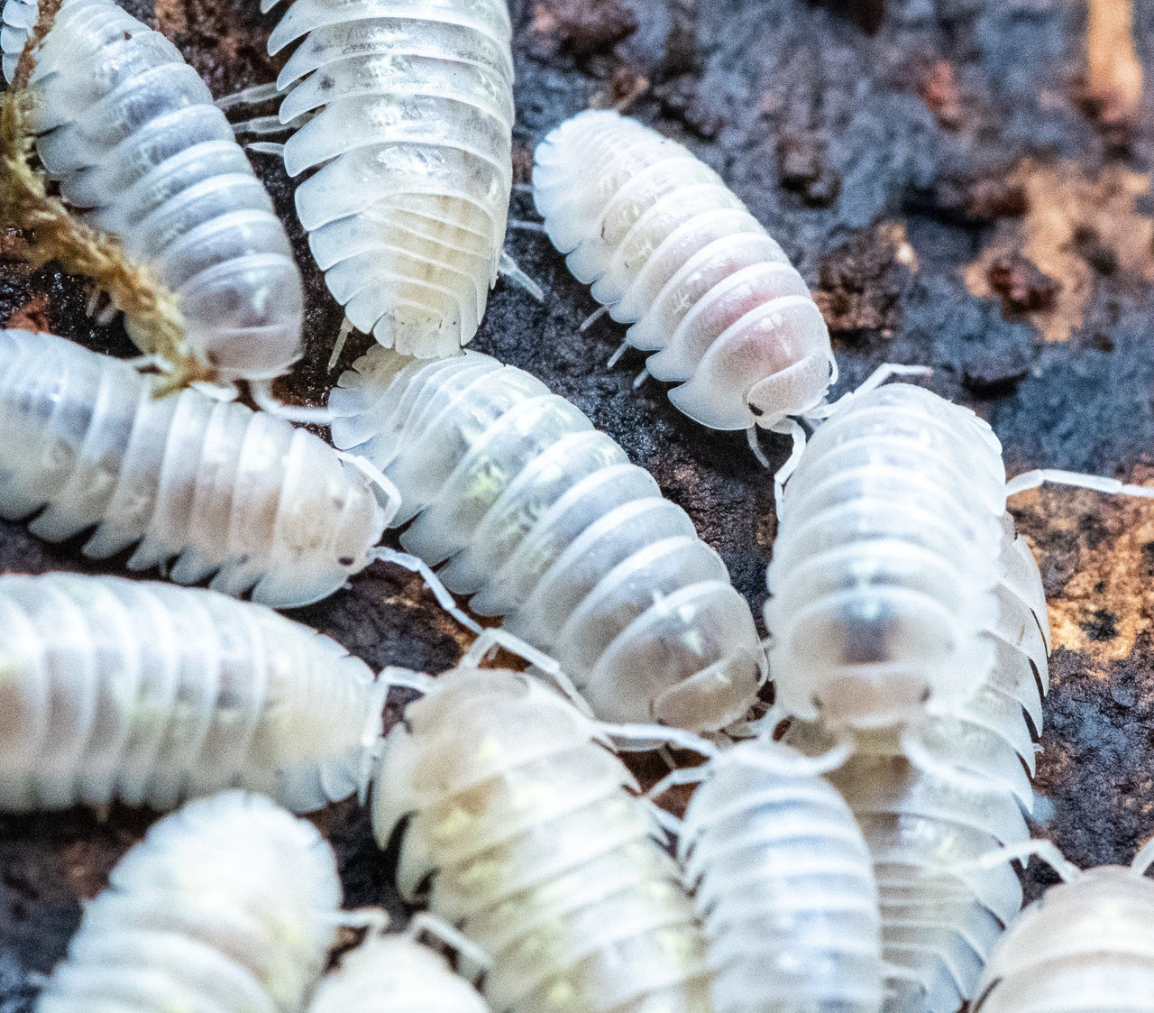 depressum magic potions