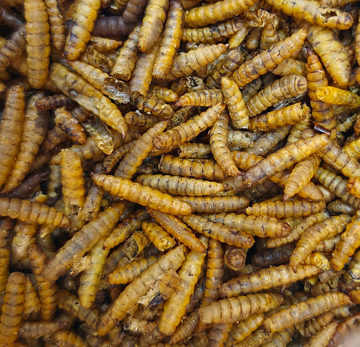 Dried Calciworms For Inverts