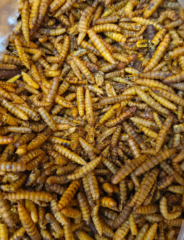 Dried Calciworms For Inverts