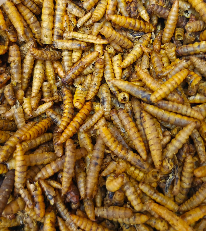 Dried Calciworms For Inverts