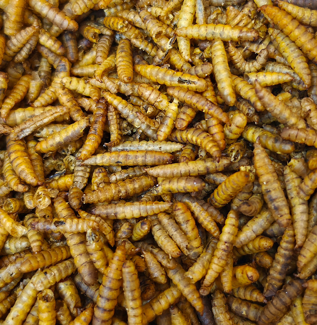 Dried Calciworms For Inverts