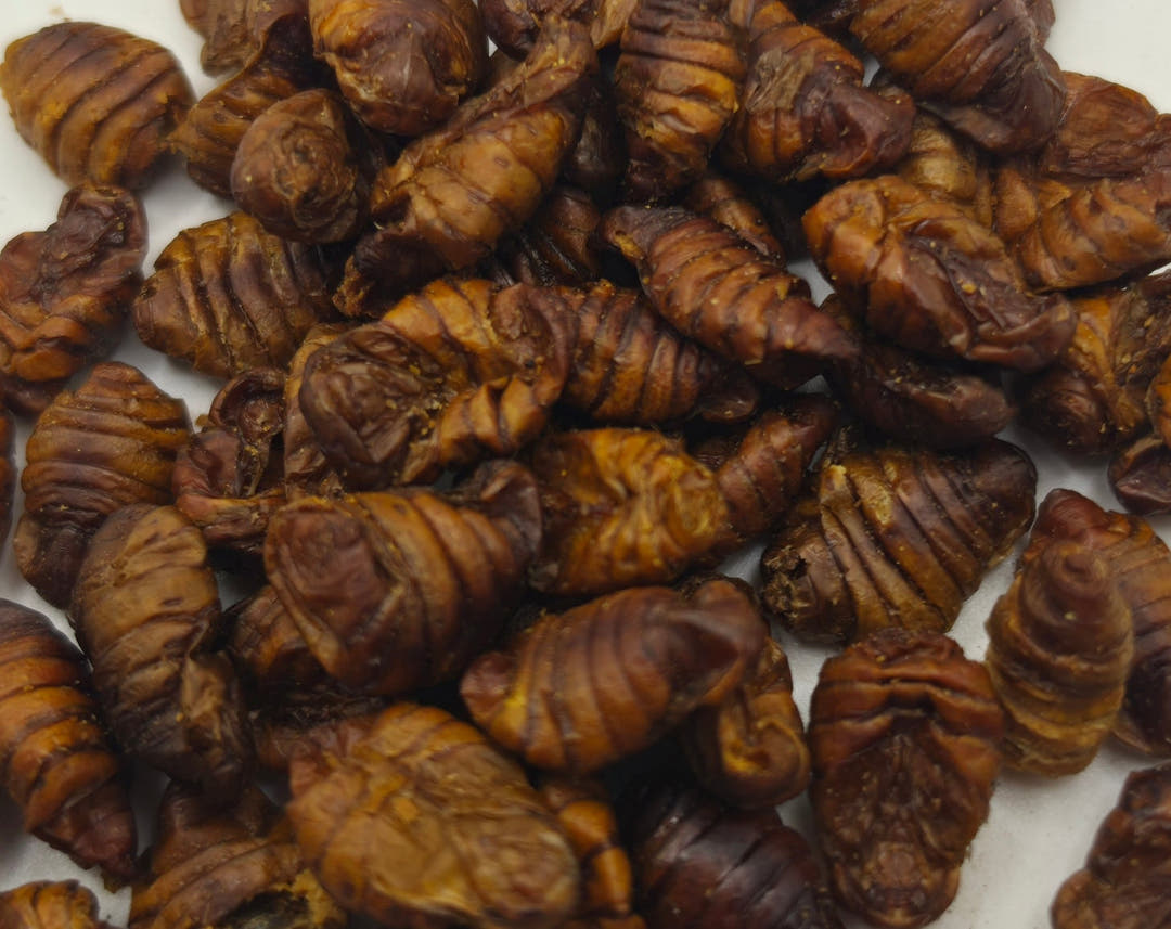 Dried silkworm pupae filling the frame, glossy ridged shells in shades of brown on white.