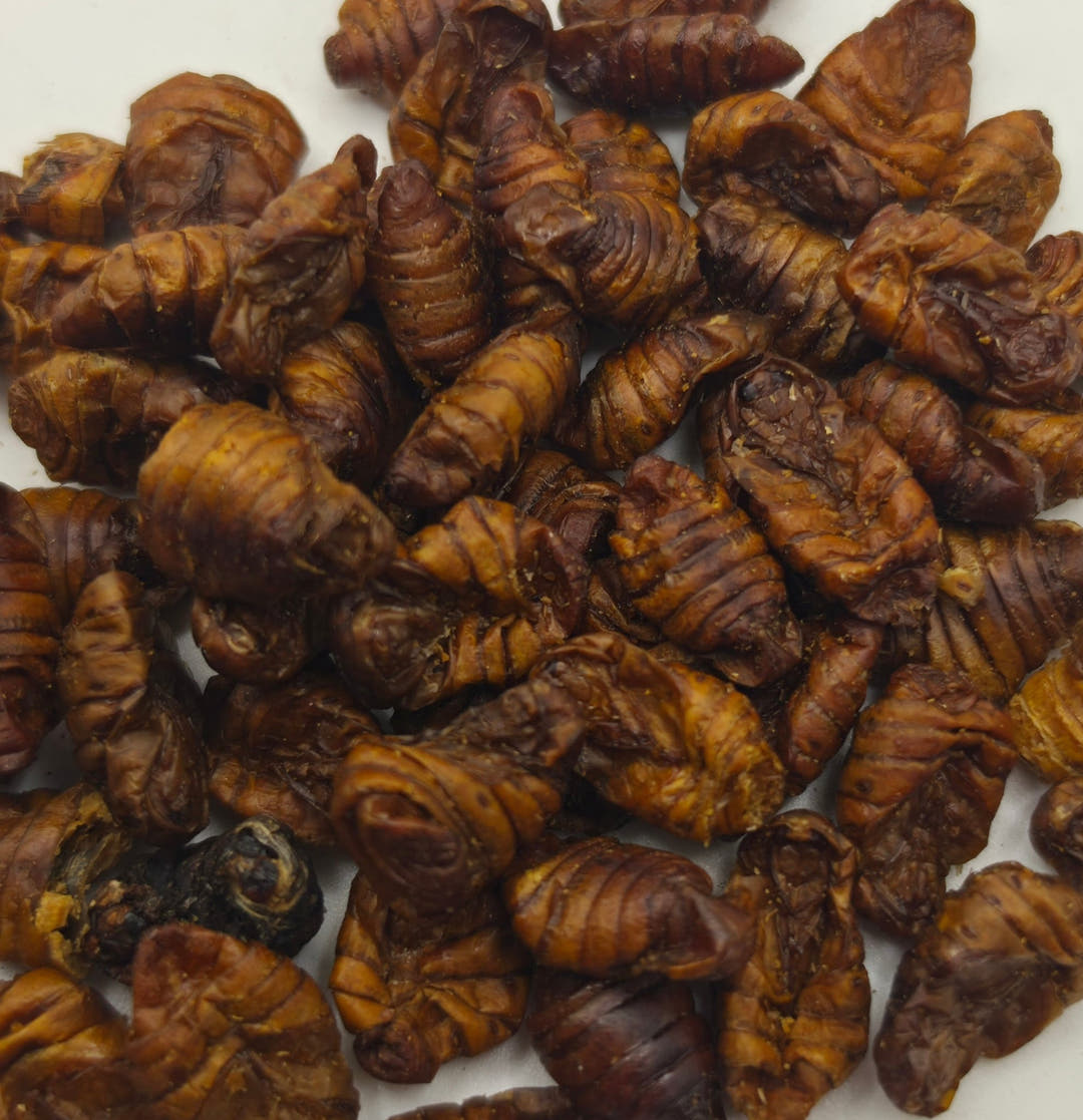 Dried silkworm pupae scattered on a white surface, one almost black among the brown ones.