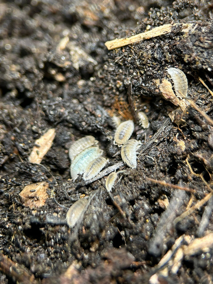 Dwarf White isopods, small and pale, scattered across dark damp substrate.