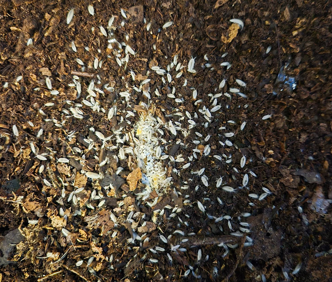Dwarf White isopods, Trichorhina tomentosa, plain white with a fine felted surface