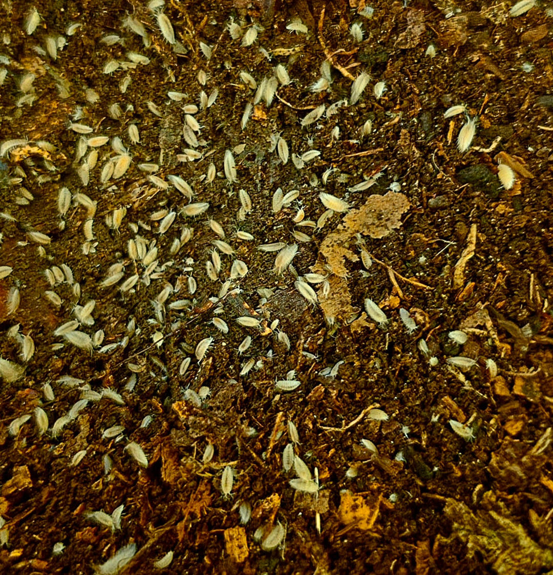 Dwarf White Isopods (Trichorhina Tomentosa)