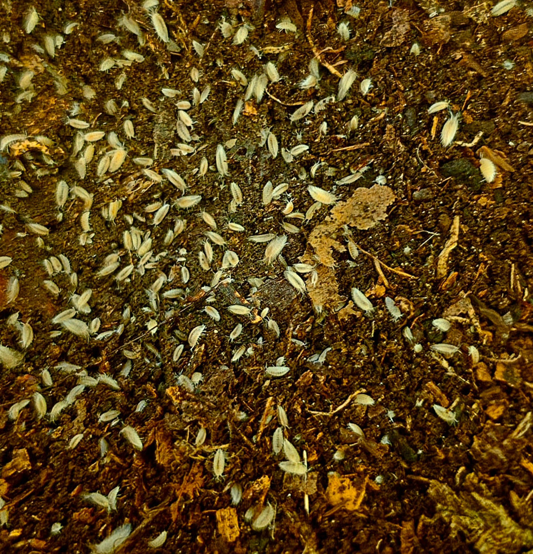 Dwarf White Isopods (Trichorhina Tomentosa)