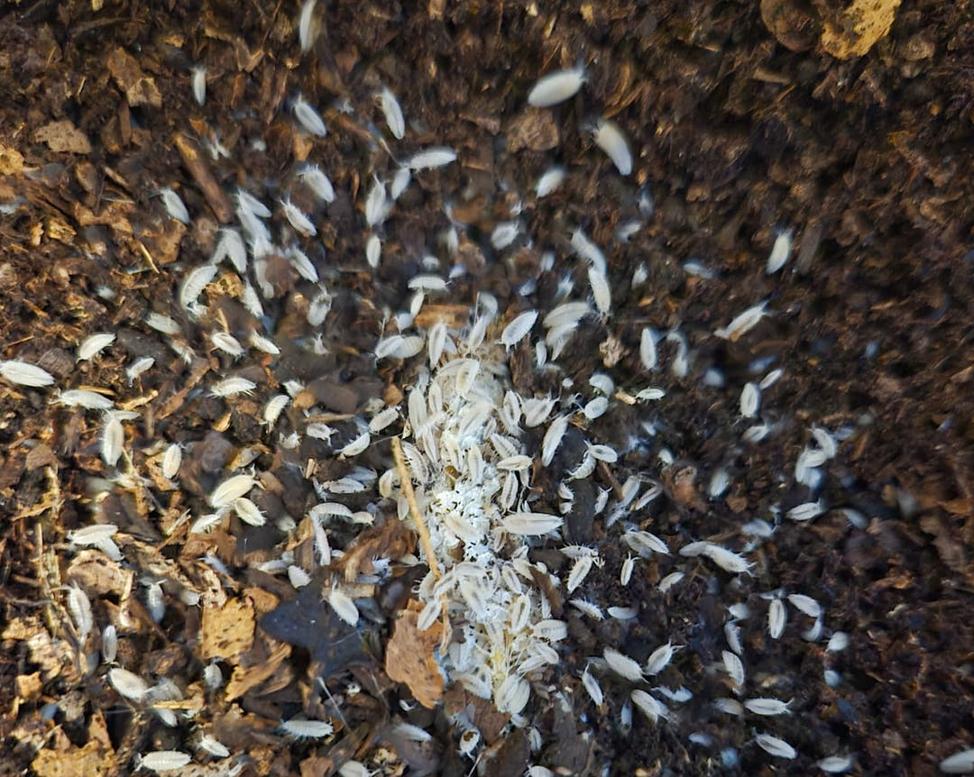 very small white isopod looking like grains of rice with a black spine