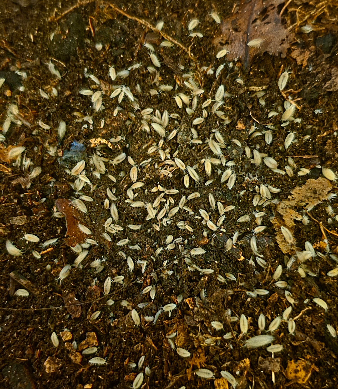 Dwarf White Isopods (Trichorhina Tomentosa)