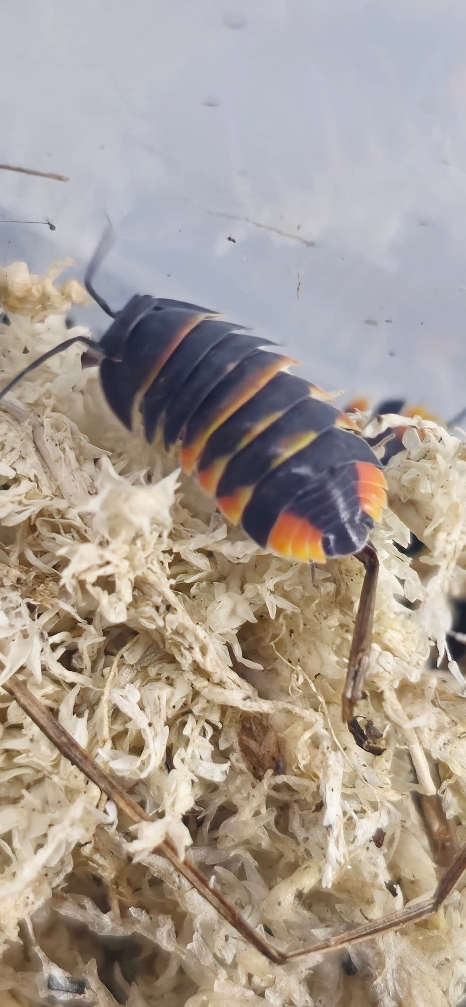 An Ember Bee isopod from above on pale sphagnum moss, orange and yellow bands across a dark back.