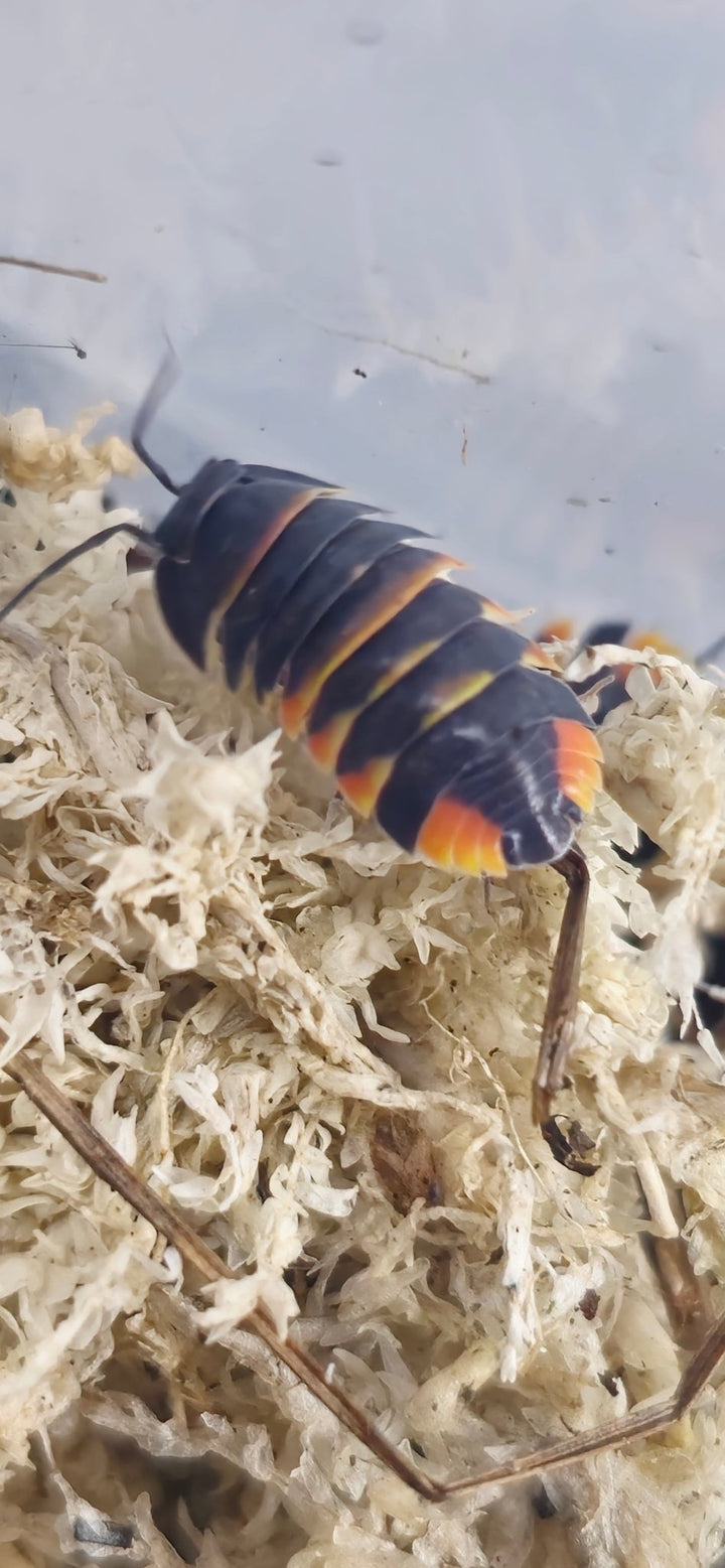 An Ember Bee isopod from above on pale sphagnum moss, orange and yellow bands across a dark back.