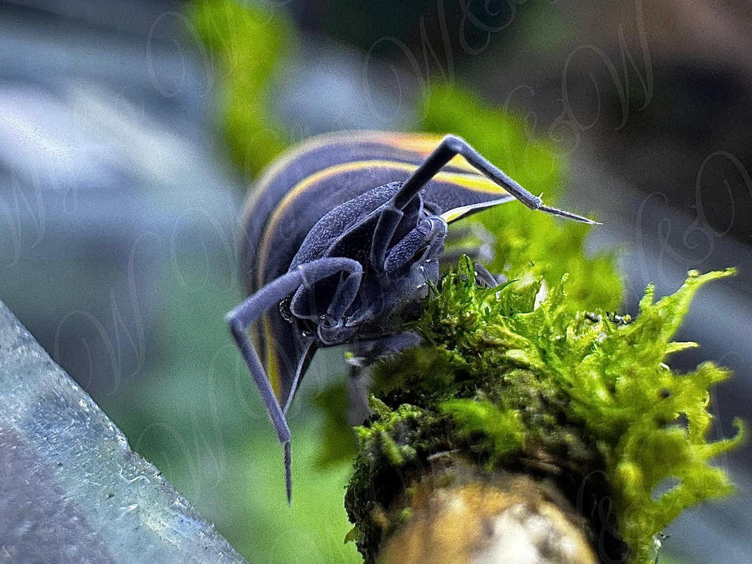 Ember Bee Isopods (Ardentiella sp.)