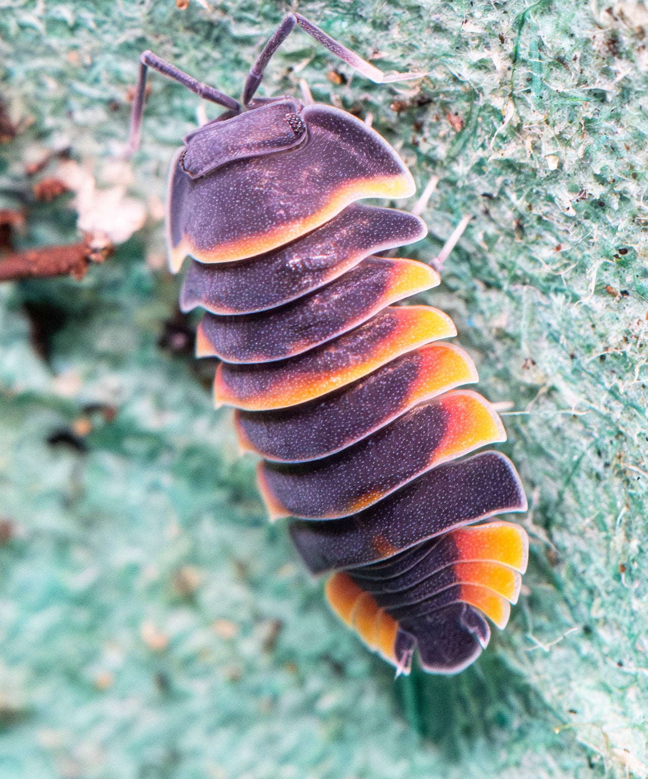 Ember Bee Isopods (Ardentiella sp.)