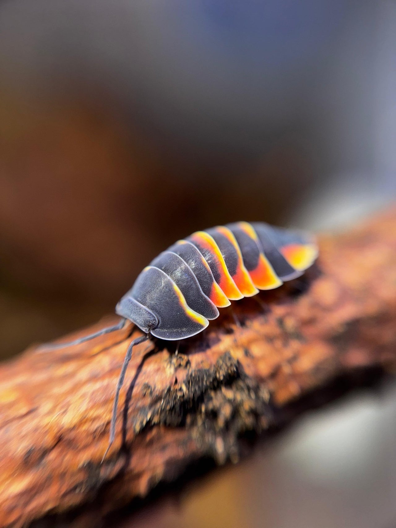 Ember Bee Isopods (Ardentiella sp.)