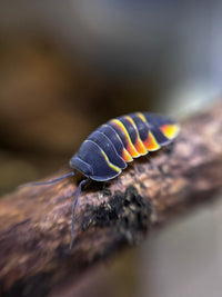 Ember Bee Isopods (Ardentiella sp.)