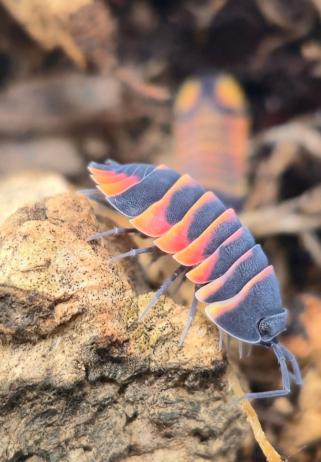 Ember Bee Isopods (Ardentiella sp.)