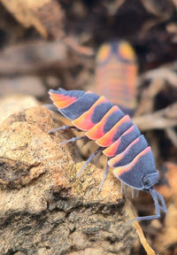 Ember Bee Isopods (Ardentiella sp.) - Isopods For Sale UK I PostPods