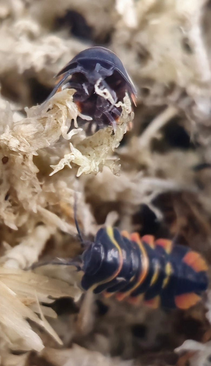 Two Ember Bee isopods on moss, one showing its orange and yellow banding, the other turned head-on.