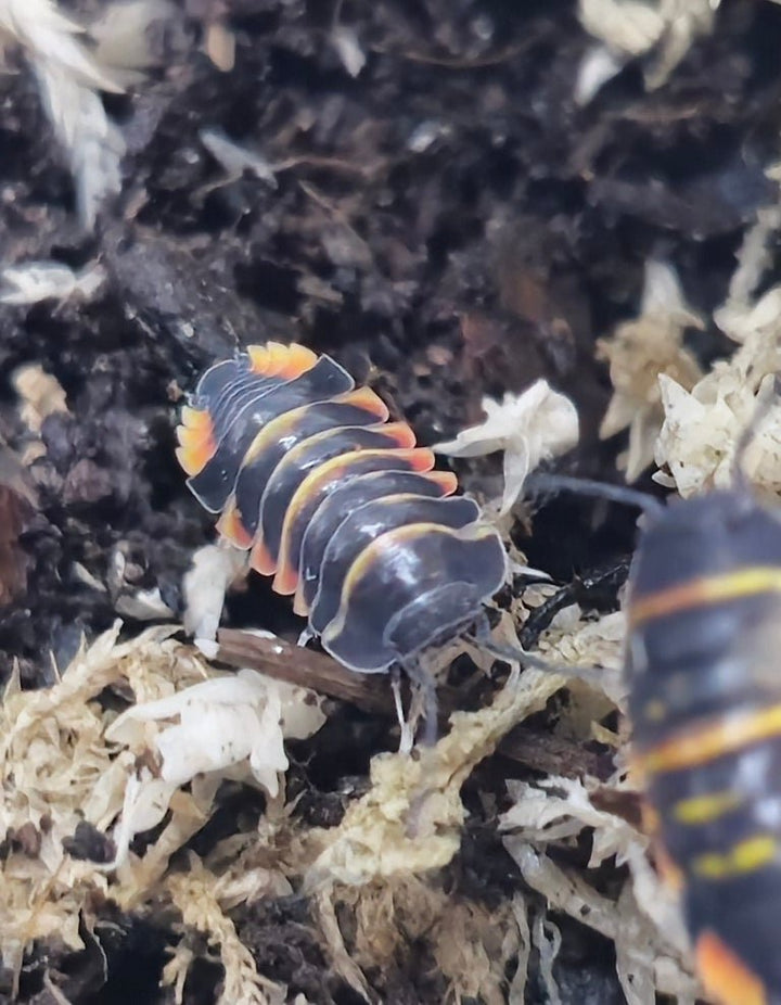 Two Ember Bee isopods, banded in orange and yellow, among sphagnum moss.
