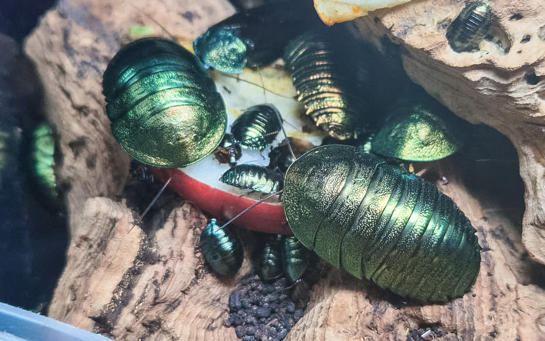 Emerald Cockroach, Pseudoglomeris magnifica, deep metallic green that shifts with the light