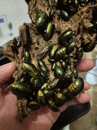 Emerald Cockroach (Pseudoglomeris magnifica)