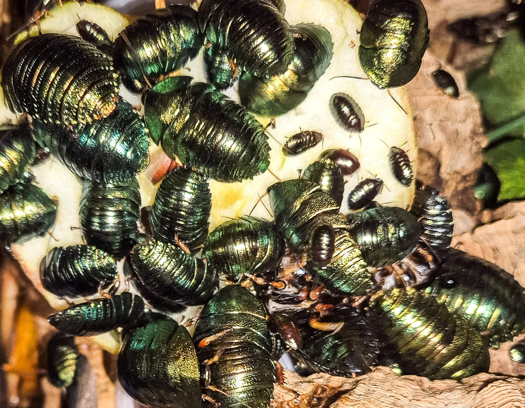 A cluster of metallic green Emerald Cockroaches with smaller dark nymphs on a slice of pale fruit.