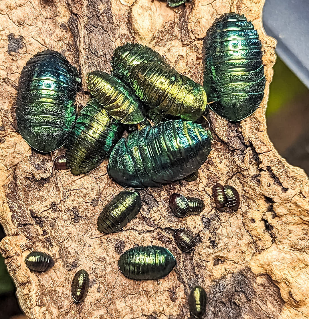 Metallic green Emerald Cockroaches and tiny dark nymphs spread over pale tan cork bark.