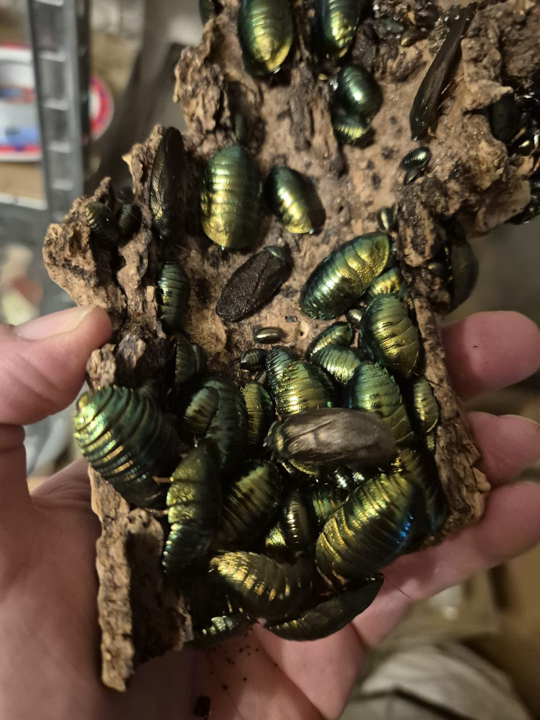 Emerald Cockroach, an arboreal species from Vietnam and southern China