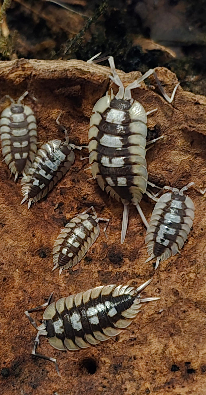 Porcellio expansus &