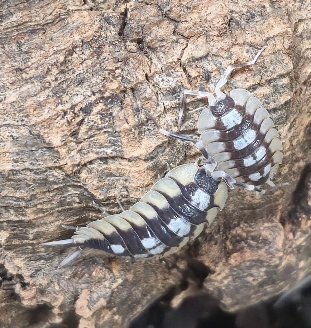 Two Porcellio expansus &