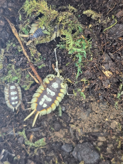 Expansus orange isopods