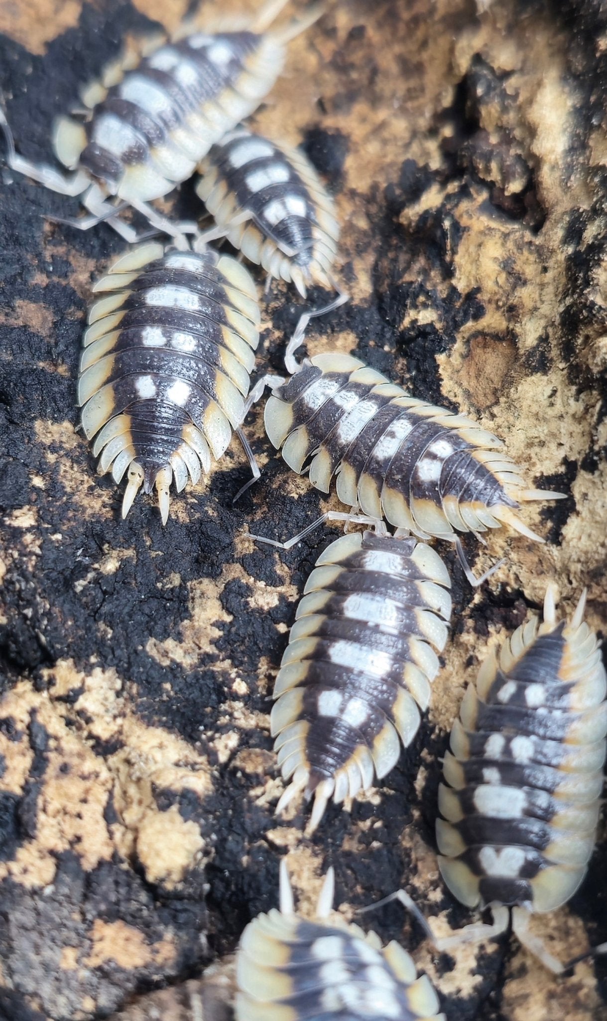 expansus orange isopods