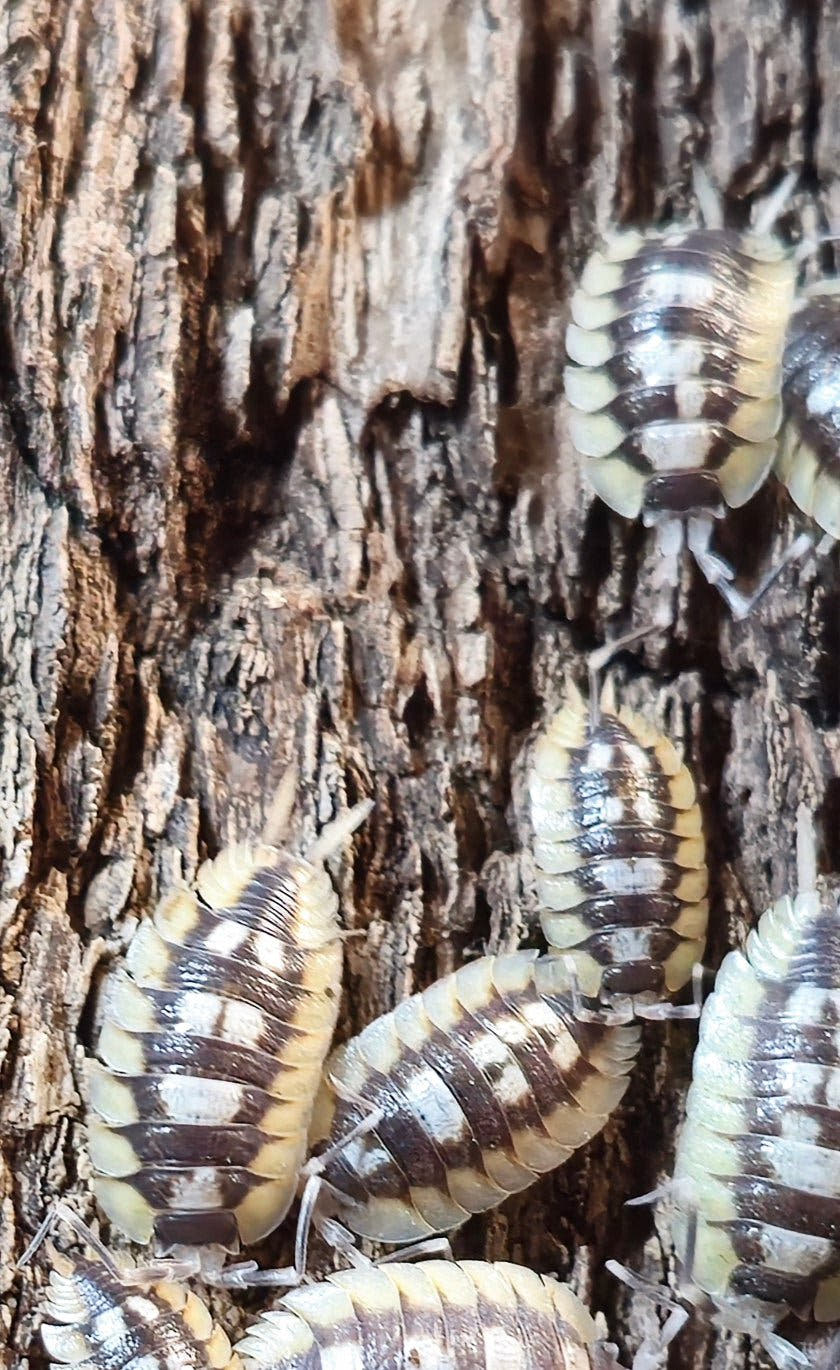 Porcellio Expansus Orange Tortosa Isopods for sale