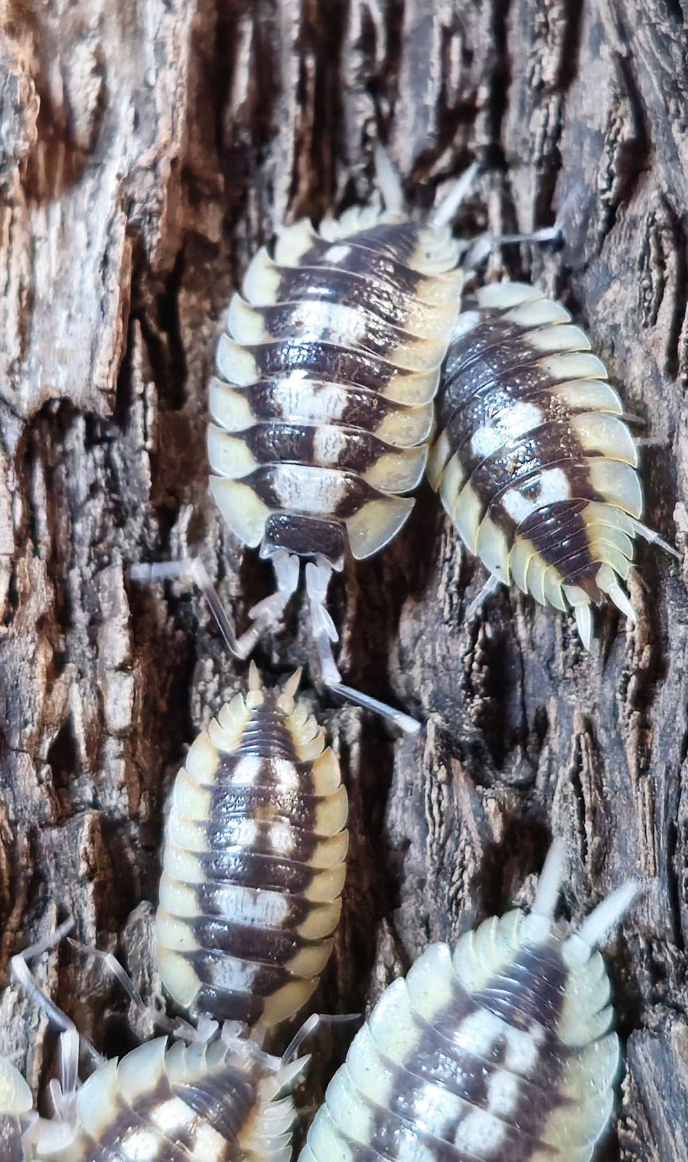Expansus Orange Tortosa Isopods for sale