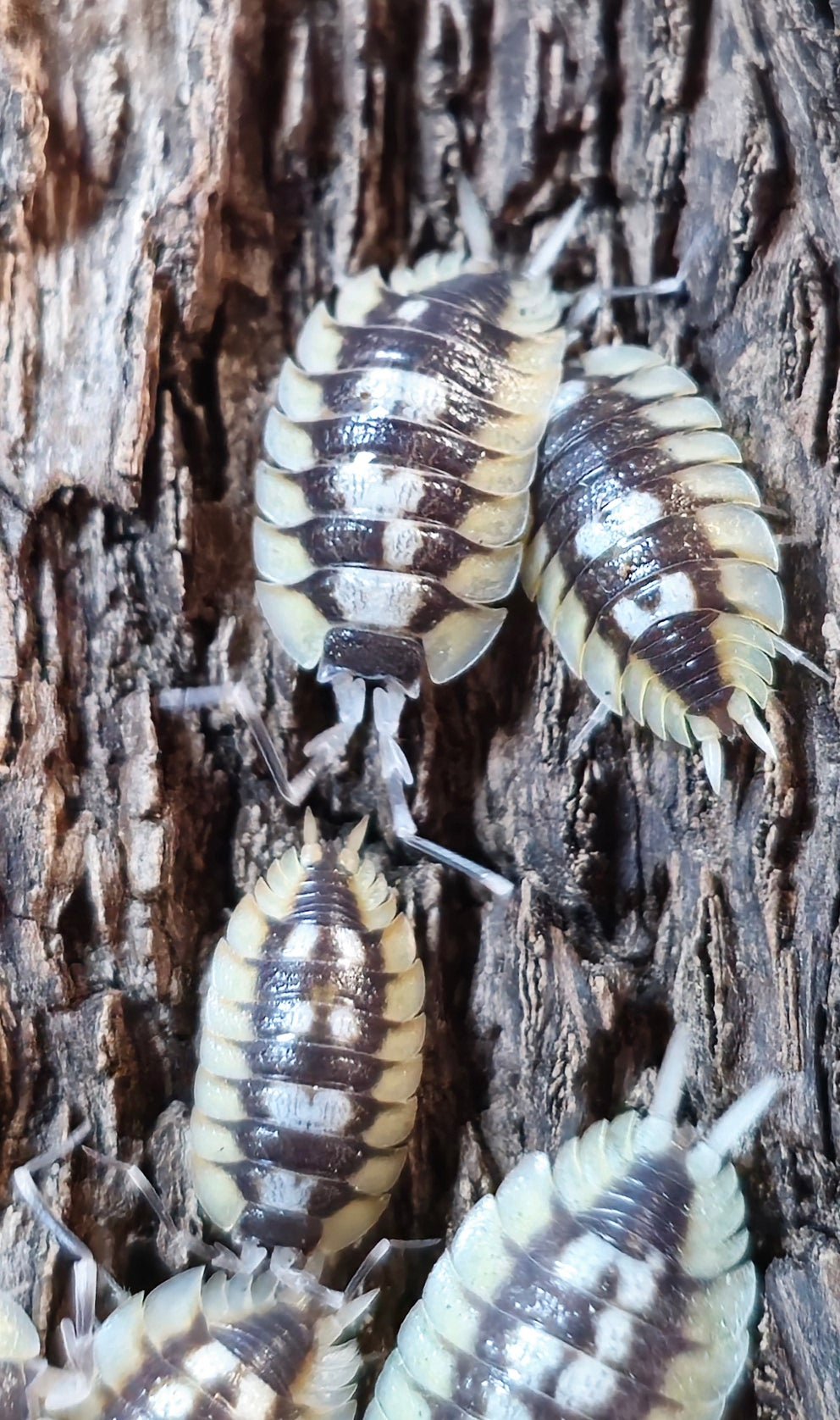 Expansus Orange Tortosa Isopods for sale