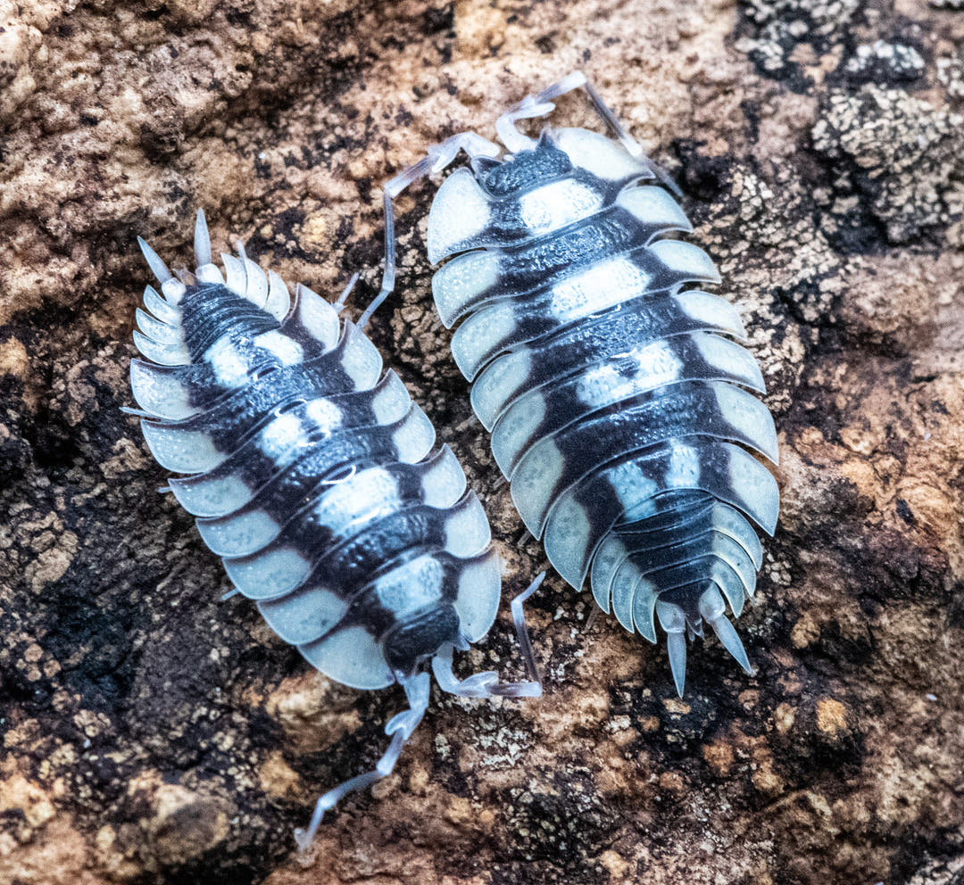 Porcellio Expansus isopods