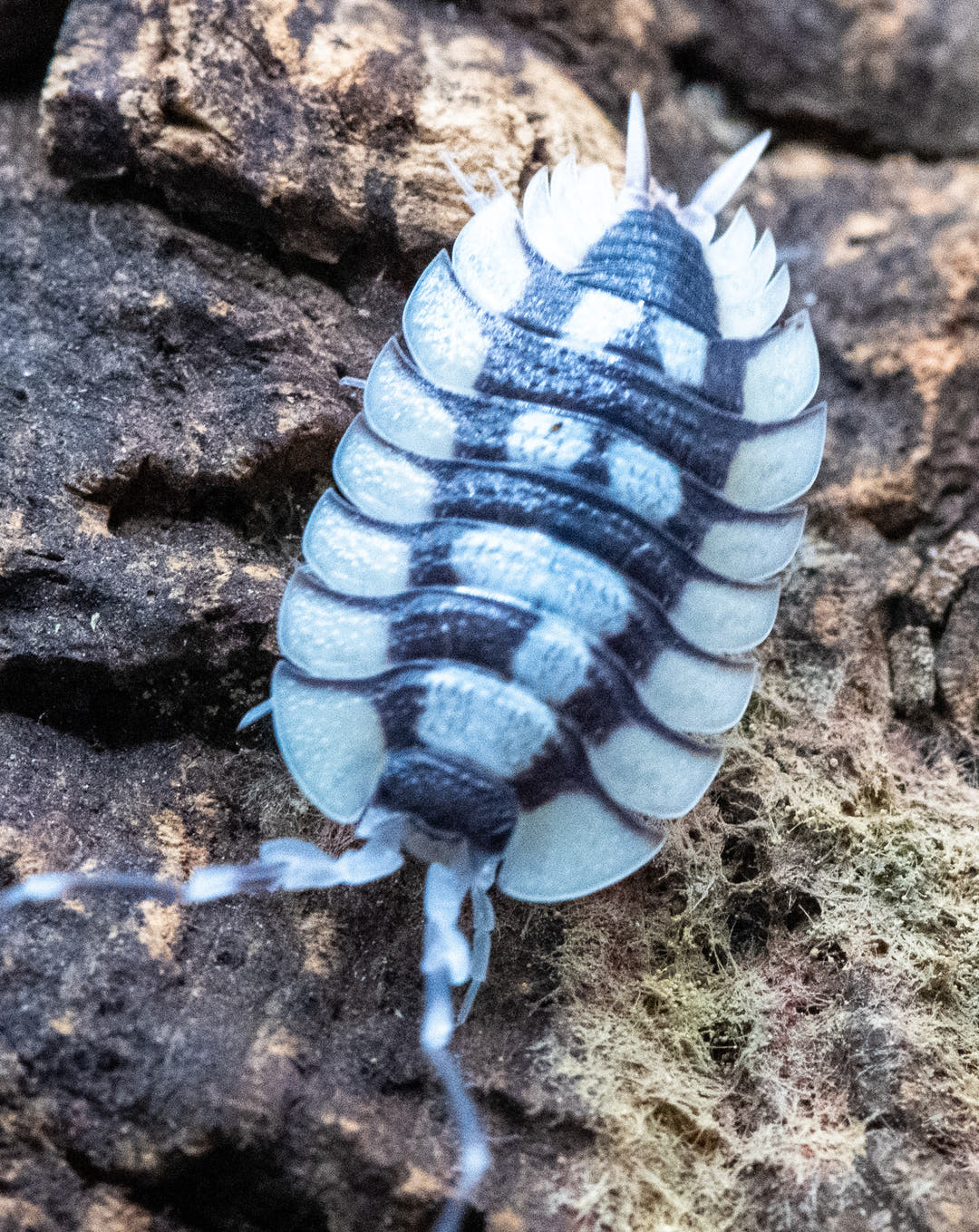 Porcellio Expansus isopod